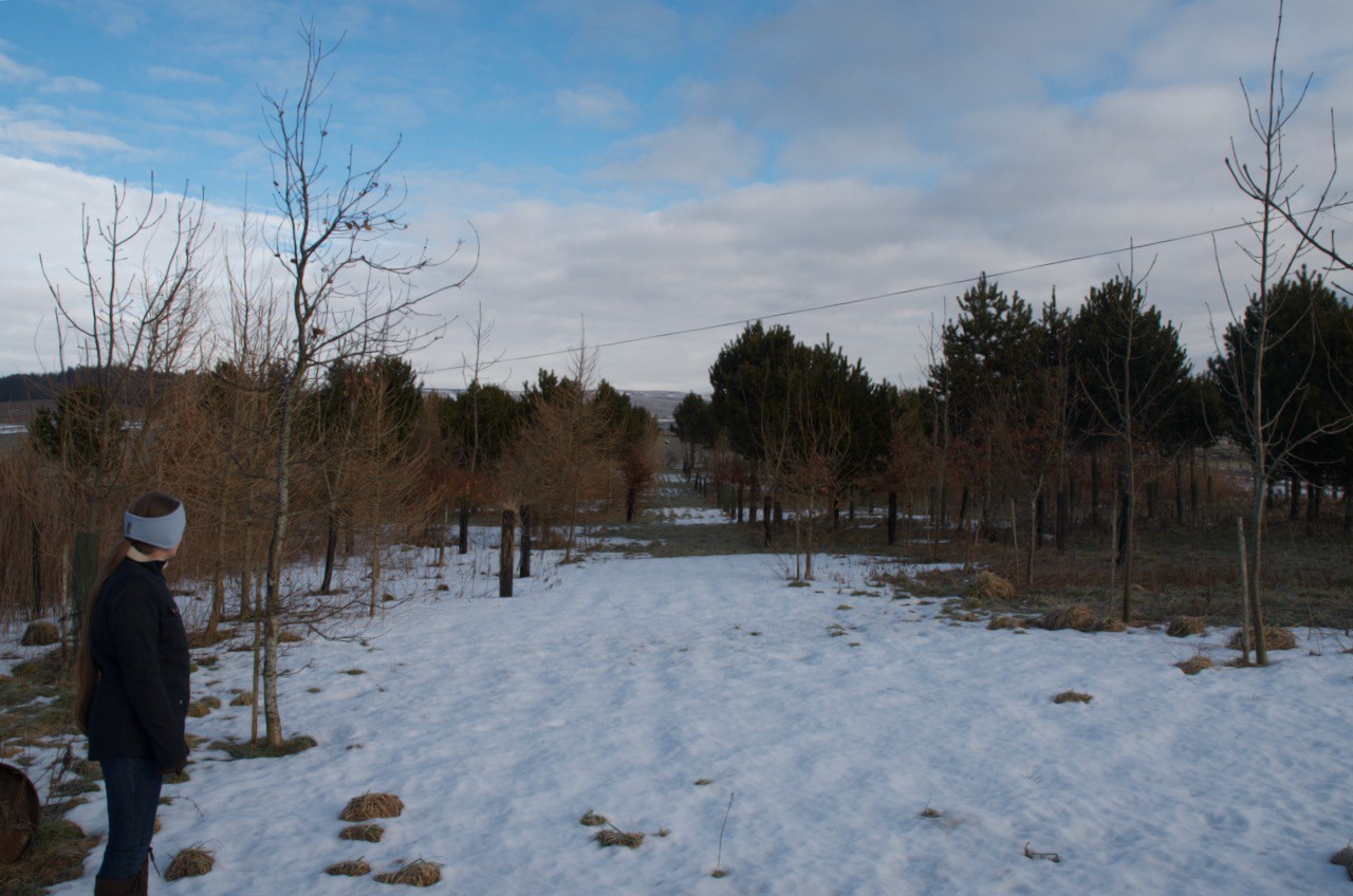 The existing woodland shortly after we moved in