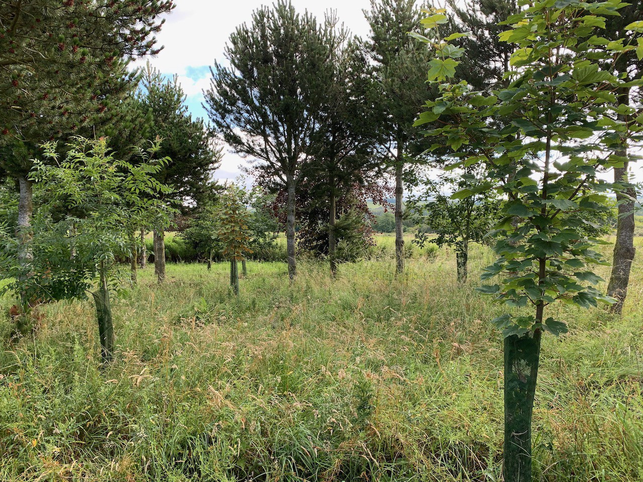 Woodland in Summer