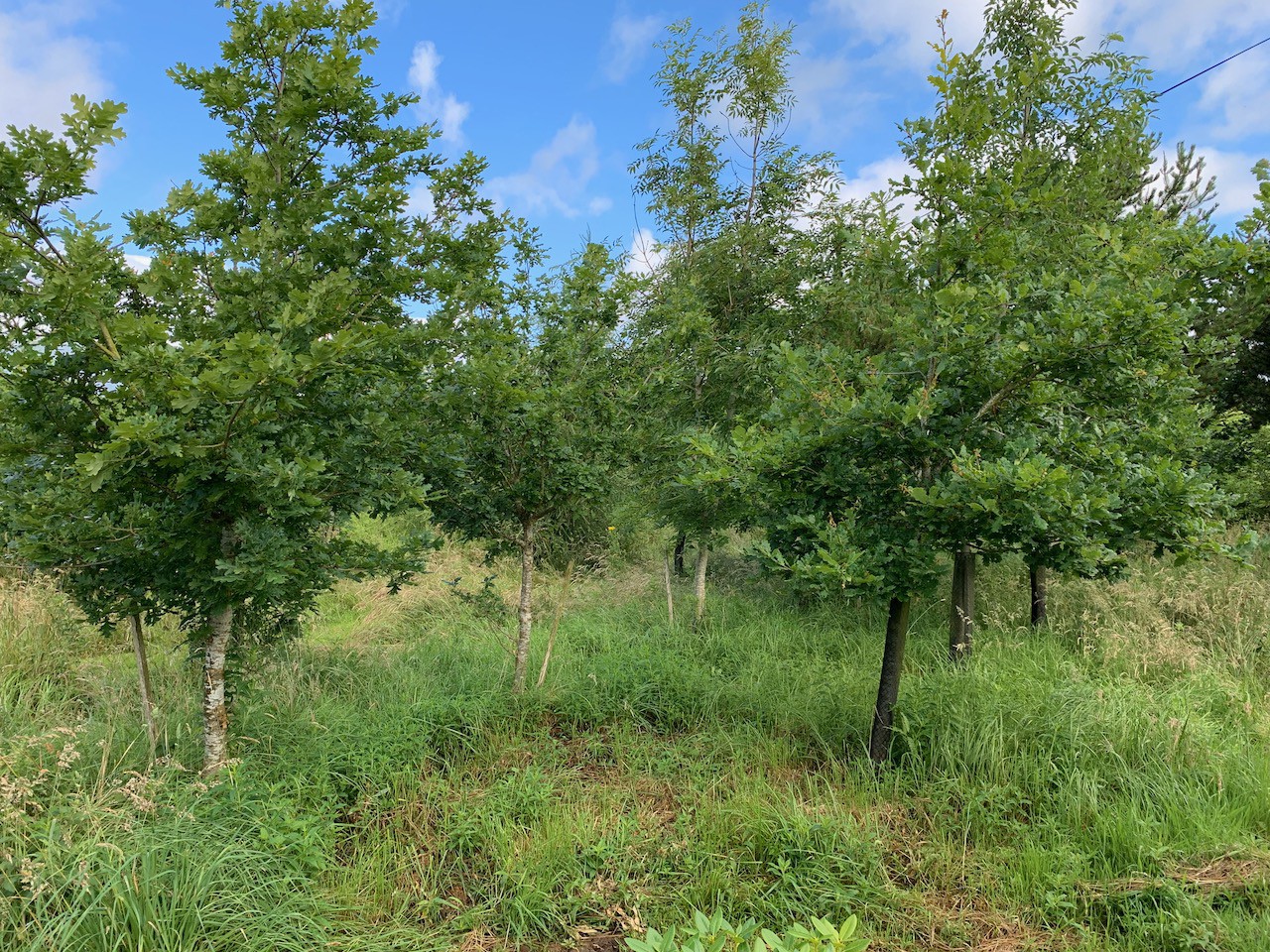 Woodland in Summer