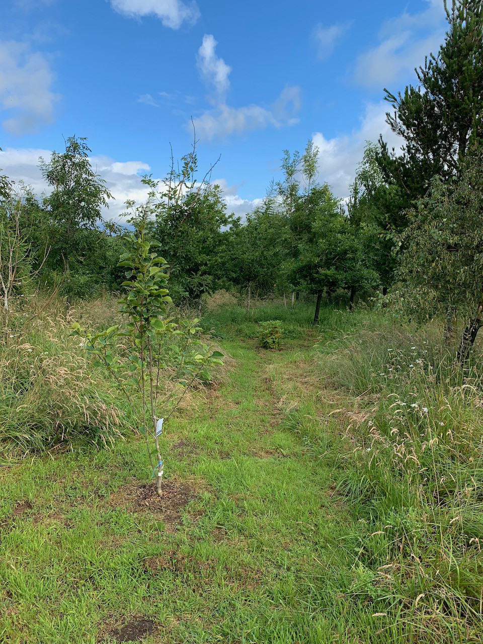 Woodland in Summer