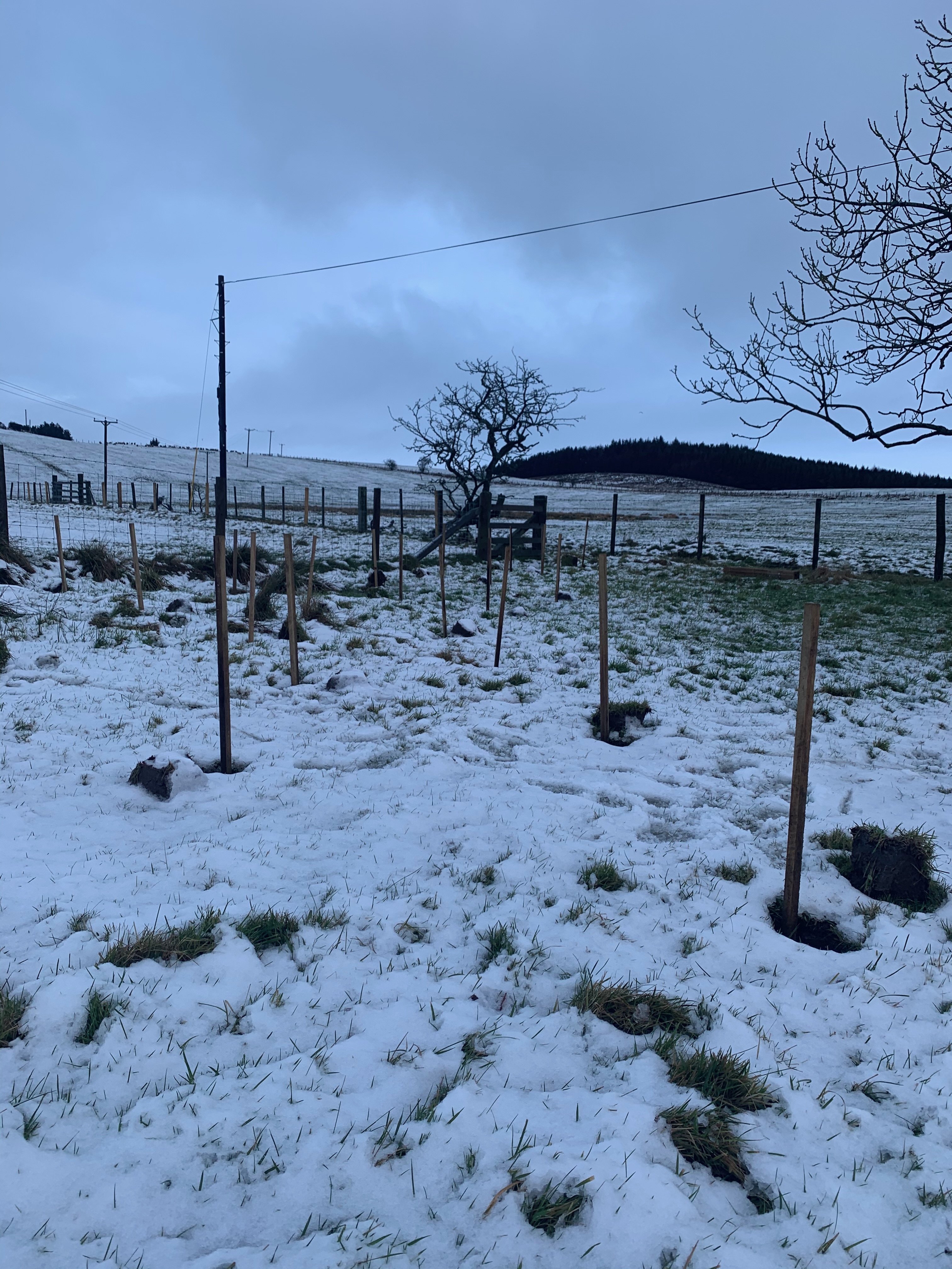 Digging holes and planting stakes in a snow covered field