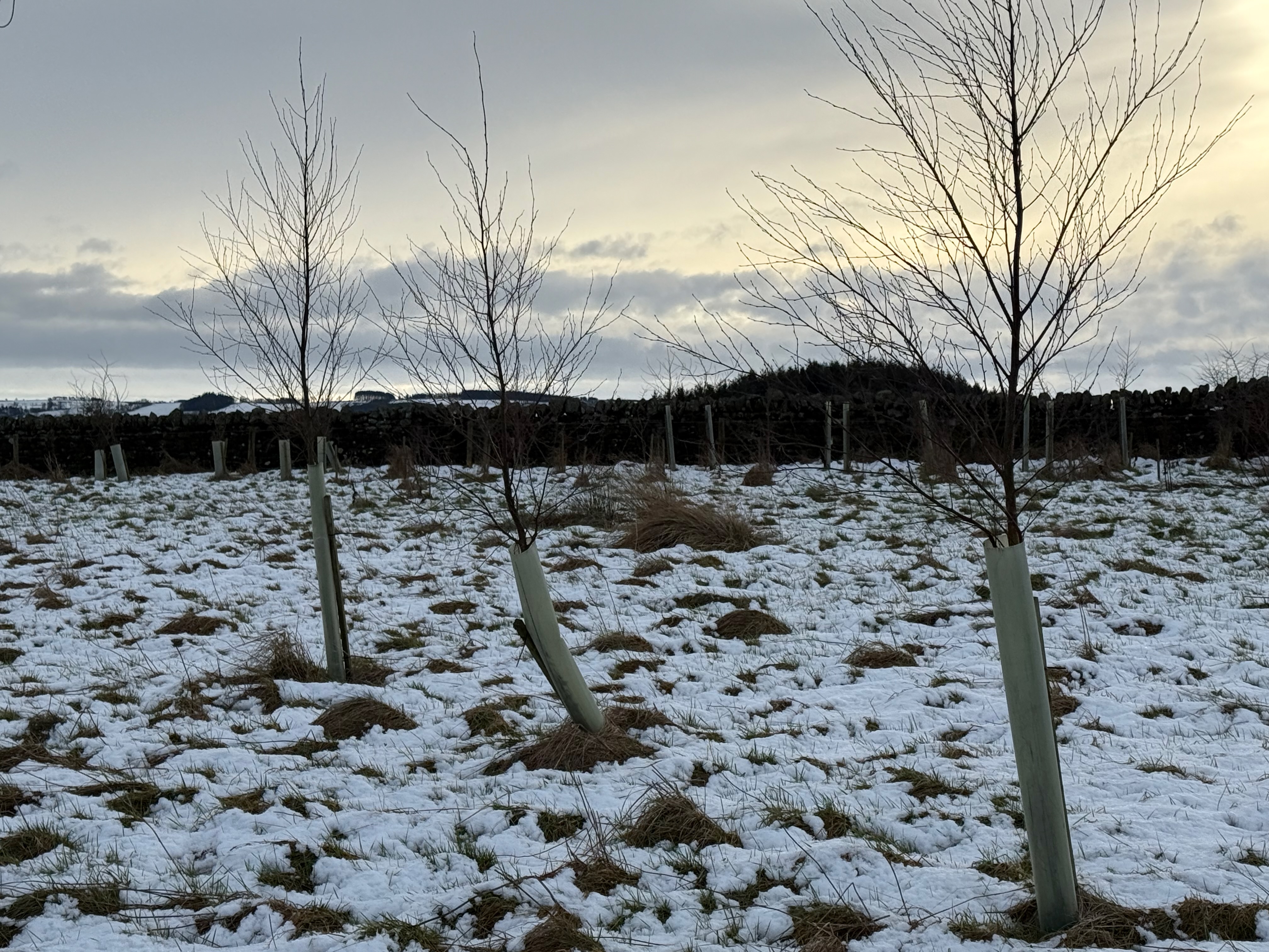 Crooked beech in the centre of a group if three on snow covered field