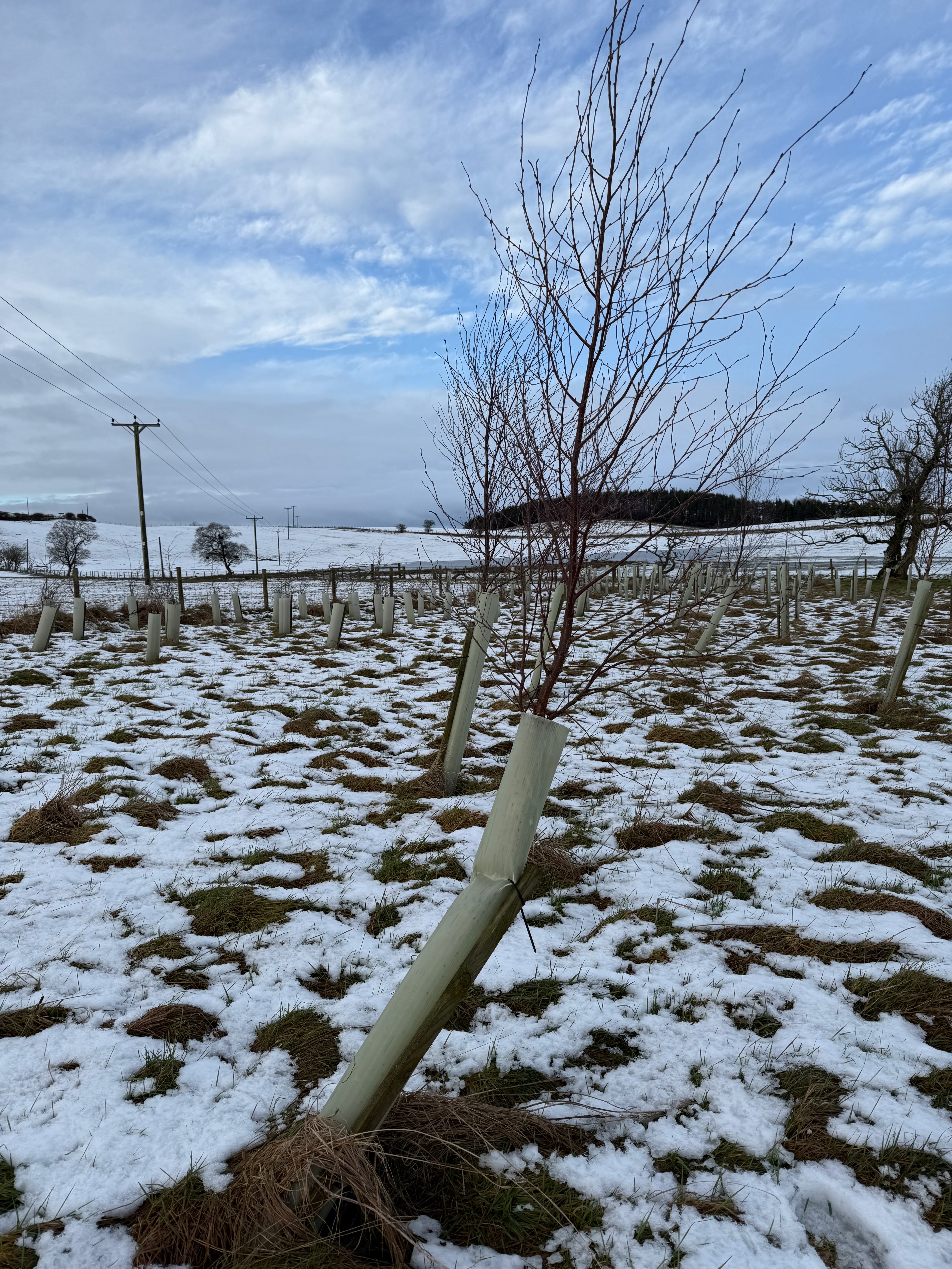 Close up of crooked beech where the stake has been blown to 45 degrees but the tree is still growing straight