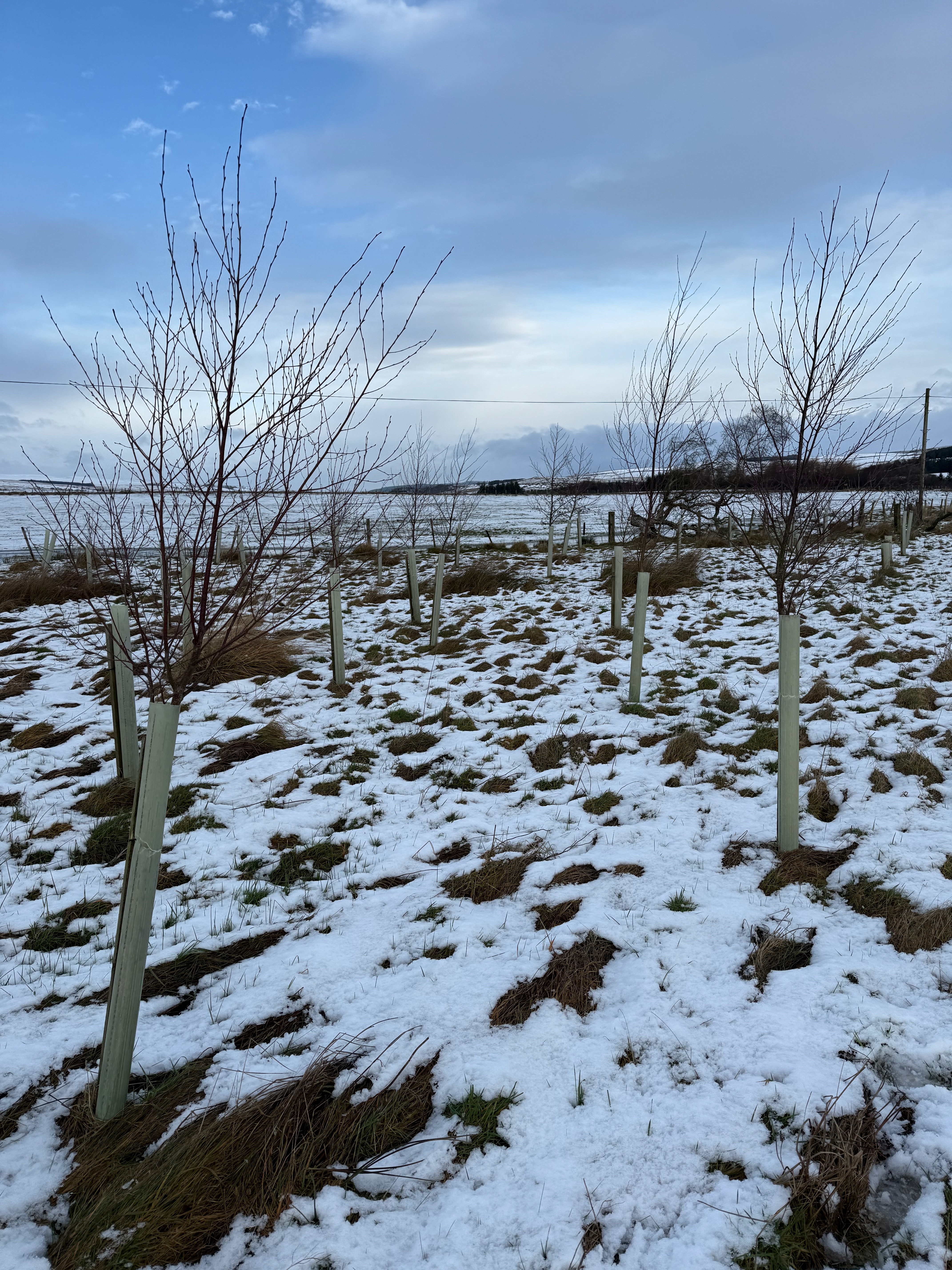 Beech trees in the foreground and Alder trees in the background in a snow covered field