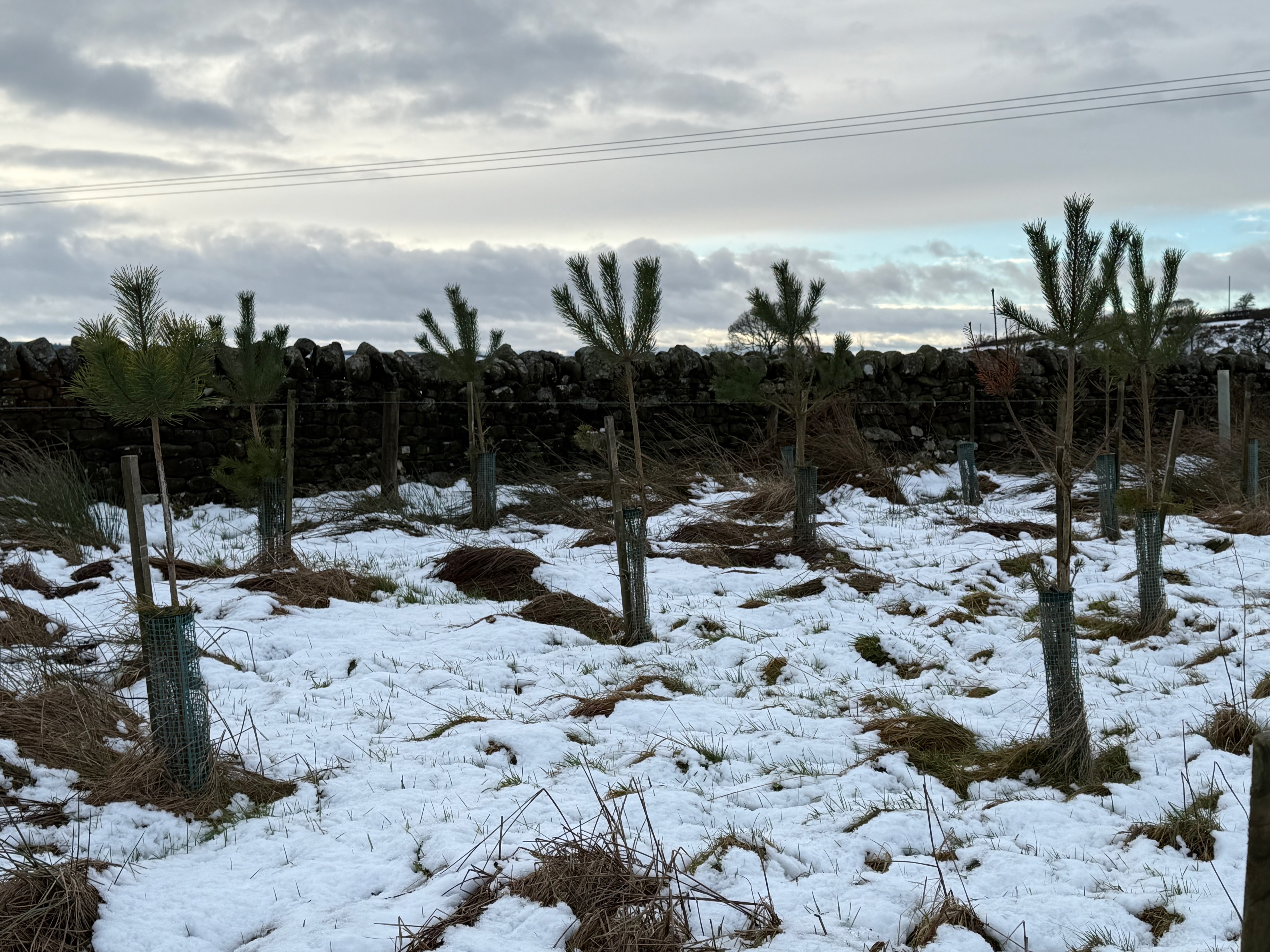 Group of seven Scots Pine saplings in a snow covered field