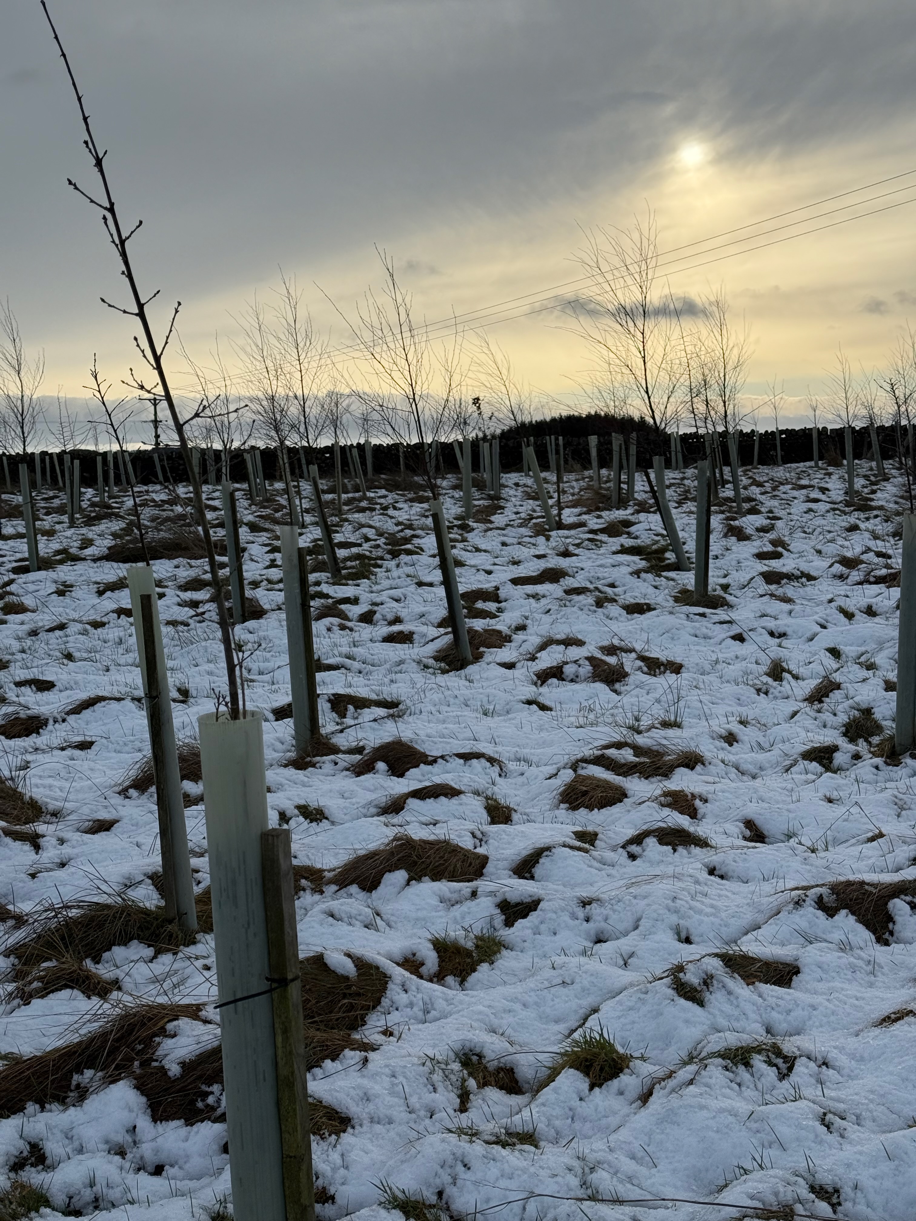 Trees in a snow covered field under a winter sun